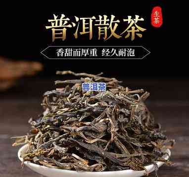 散大叶普洱茶-普洱茶大叶茶