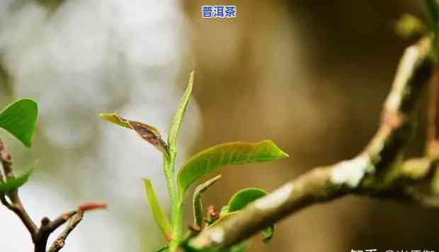 别头春普洱茶-普洱茶头春茶好吗