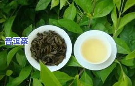 湖北省出什么茶叶比较出名？揭晓湖北名茶！