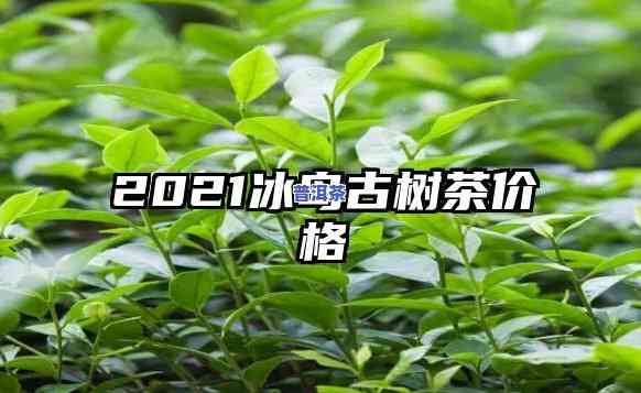 冰岛茶王树2021-冰岛茶王树龄多少年