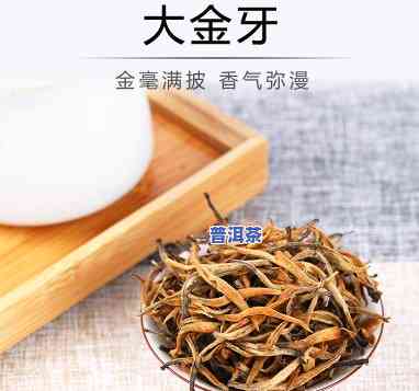 金大树普洱茶-普洱大金芽属于什么茶