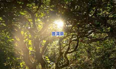 冰岛古寨茶价格，探究冰岛古寨茶的价格：了解这种珍贵茶叶的市场价格