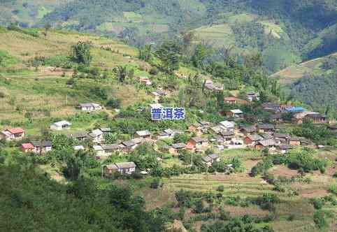 临沧双江冰岛茶特点-临沧双江冰岛村