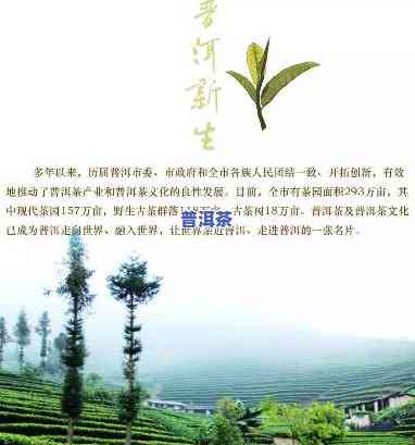 万胜普洱茶，品味千年古韵，体验云南风情——探寻万胜普洱茶的世界