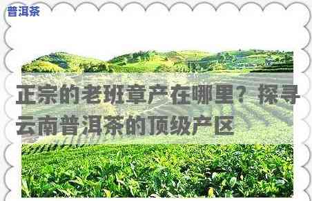 普洱茶老厂名录：探寻历史韵味的老字号茶园