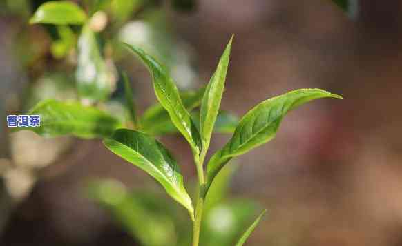 普洱茶脏不脏？揭开其卫生面纱