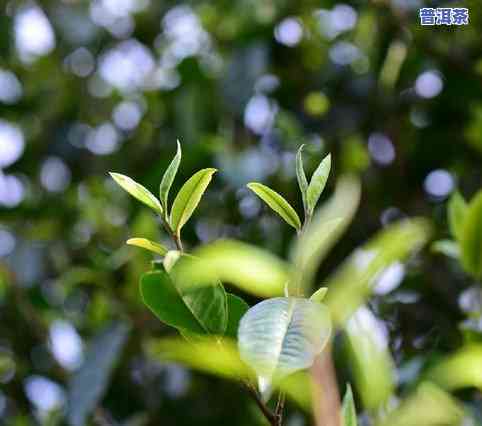 2004冰岛昔归茶-昔归冰岛是什么茶