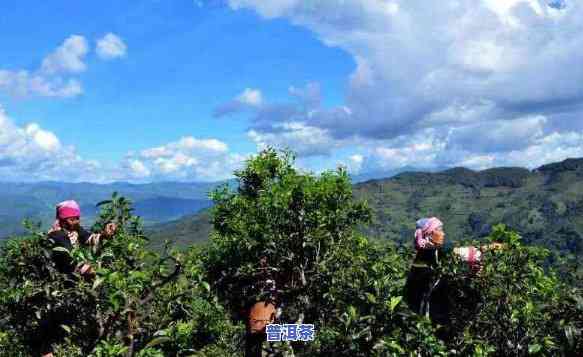 临沧双江冰岛茶视频-临沧双江冰岛茶特点