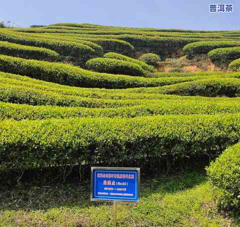 武夷山老茶人陈清水：从茶园到茶杯，一杯好茶的诞生过程