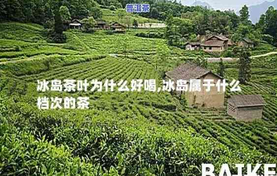 冰岛茶属于什么绿茶还是红茶，揭秘冰岛茶：它是绿茶还是红茶？