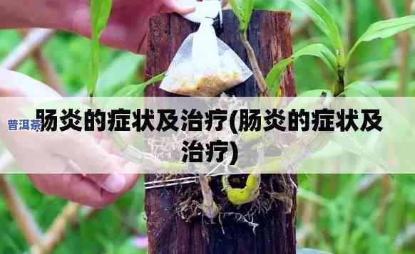 慢性肠炎茶饮：配方大全与适用人群解析