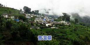 临沧南美冰岛茶价格-云南临沧冰岛茶多少钱一斤