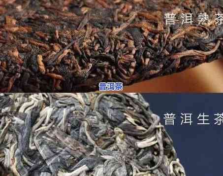 普洱茶倒生跟-普洱茶倒生跟熟的区别