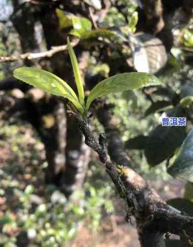 冰岛老寨茶：它是古树吗？探讨其身份及原因