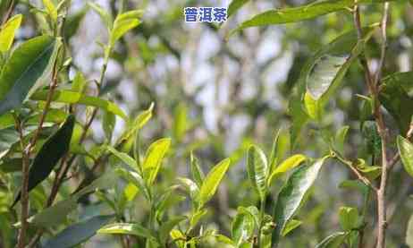 冰岛茶庭院：怎样栽种茶树？详细步骤视频教程