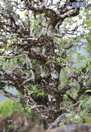 冰岛茶庭院：怎样栽种茶树？详细步骤视频教程