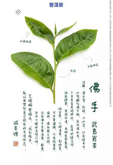 佛手普洱茶，品味佛手普洱茶：一种特别而美妙的茶饮体验