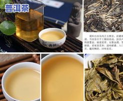 冰岛茶买哪家？比较不同口感与品质