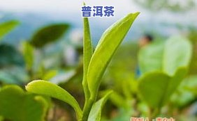 普洱茶一芽一叶，品味珍稀：一芽一叶的普洱茶