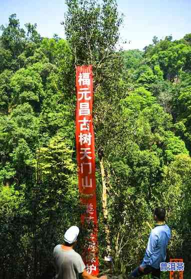 福缘昌普洱茶产地：探寻优质普洱茶的源头