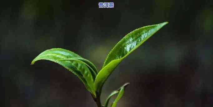 探究冰岛茶的茶多酚含量：为何含量高？