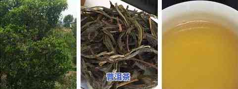 冰岛茶多少钱一克，冰岛茶的价格：每克多少？