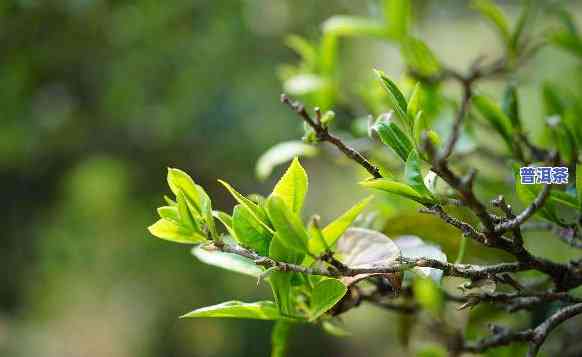 冰岛茶新鲜茶叶图片-冰岛茶新鲜茶叶图片大全