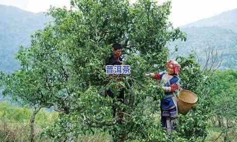 老寨冰岛古树茶特点-冰岛老寨古树茶的特点