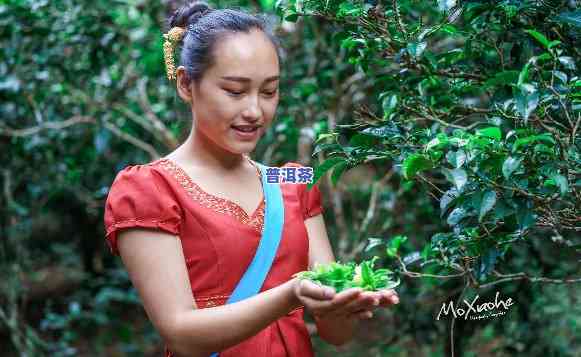 歌曲普洱姑娘，追寻茶香之旅：探秘普洱姑娘的美丽传说与动听歌曲