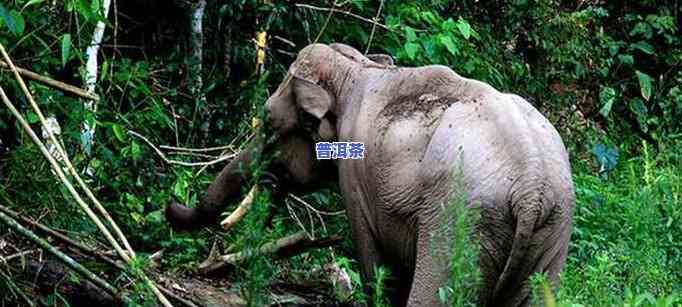 云南冰岛茶区：探索野生大象出没的神秘地域