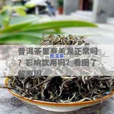 普洱茶有小白毛还能喝吗？是不是安全无？看图解析