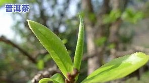 冰岛大叶种晒青青茶-冰岛大叶种晒青青茶好吗