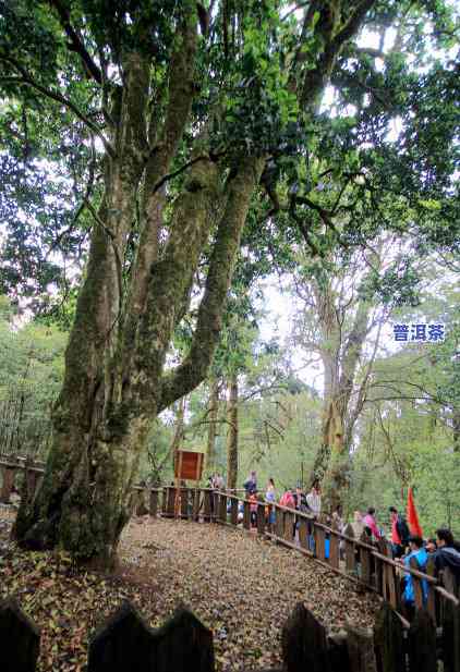 探索云南临沧双江县冰岛自然村：位置、特色与