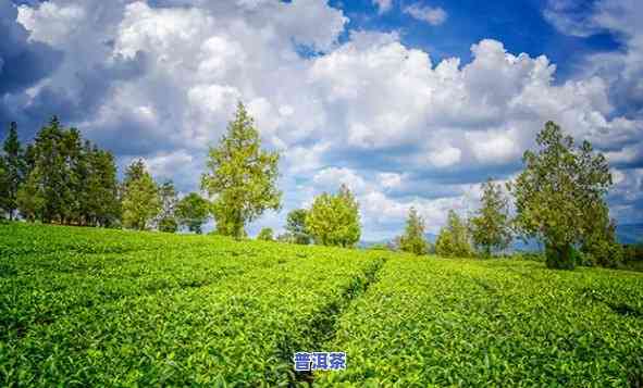 丽江普洱茶基地在哪里，揭秘丽江普洱茶基地位置，带你探寻茶叶的故乡