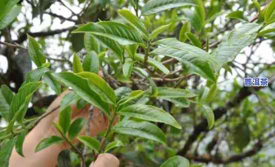 冰岛茶怎样管理种植-冰岛茶怎样管理种植的