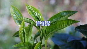 冰岛茶怎样管理种植-冰岛茶怎样管理种植的