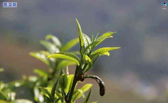 探究冰岛茶树种：种类与品种的区别与特点