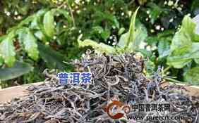 冰岛茶种植技术视频-冰岛茶种植技术视频教程