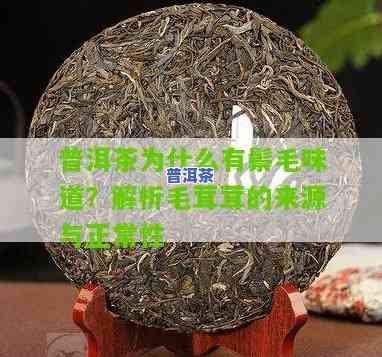 普洱茶为啥有毛毛，揭开普洱茶“毛毛”之谜：为何会出现这类现象？