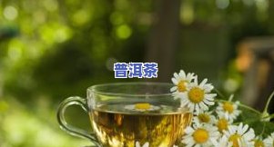 大的菊花茶叫什么名字，探秘大朵菊花茶的名称与特点