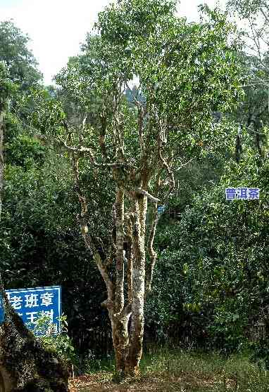 普洱茶树盆景图片欣赏大全高清图集