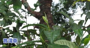 普洱茶大树盆栽-普洱茶大树盆栽图片