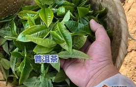 正宗冰岛茶往年价格-正宗冰岛茶往年价格表