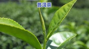 普洱茶叶苗品种大全，探索普洱茶的世界：全品种茶叶苗介绍