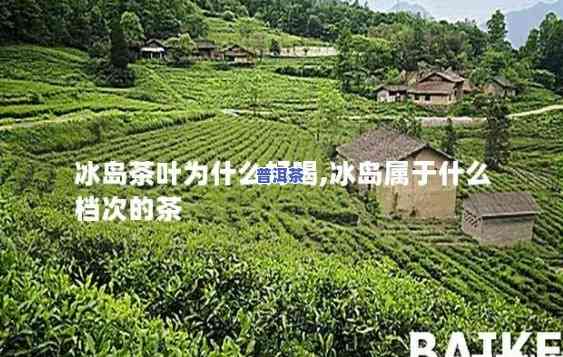 冰岛秋茶口感怎样？好喝吗？上有答案及图片