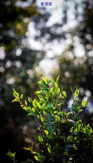 深山秘境普洱茶，探索深山秘境：品味普洱茶的特别韵味