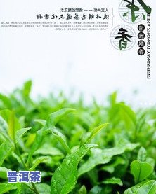 云南普洱茶大姐-云南普洱茶大姐是谁