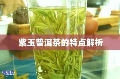 深入熟悉紫玉普洱茶的特点与魅力