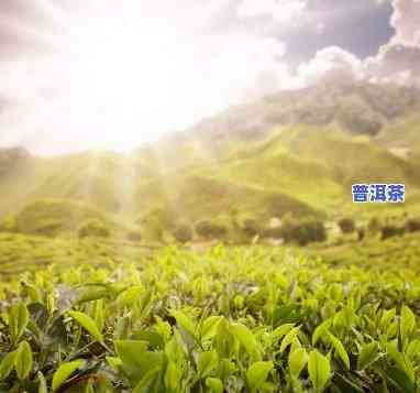 双龙茶业，探索高品质茶叶：双龙茶业的茶叶故事