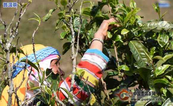 冰岛老树茶制作视频大全，深入探索冰岛老树茶的制作过程：全方位视频教程大全